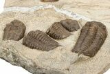 Cluster Of Ordovician Trilobites (Sokhretia?) - Erfoud, Morocco #233898-4